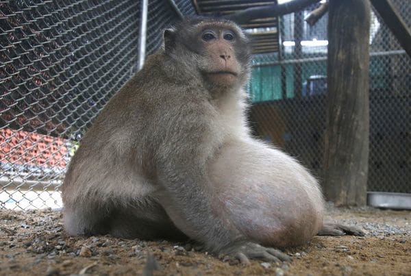 El macaco salvaje es obeso por comer comida chatarra y beber gaseosa arrojada por turistas del mercado Bang Khun Thian de Bangkok (AP)