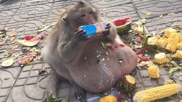 Tío Gordo devoraba la comida abandonada por turistas y bebía batidos a base de leche y helado descontroladamente