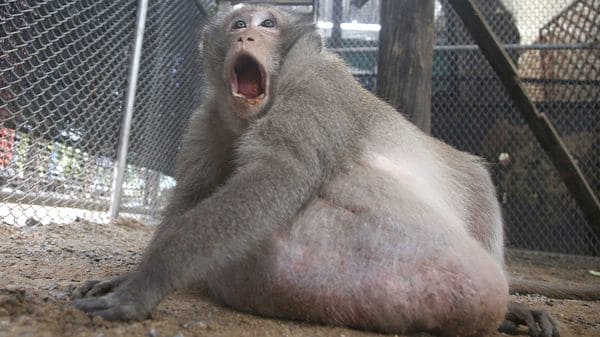 “Tío Gordo”, un macaco salvaje obeso rescatado de los suburbios de Bangkok, en un centro de rehabilitación en Tailandia el 19 de mayo de 2017. (AP)