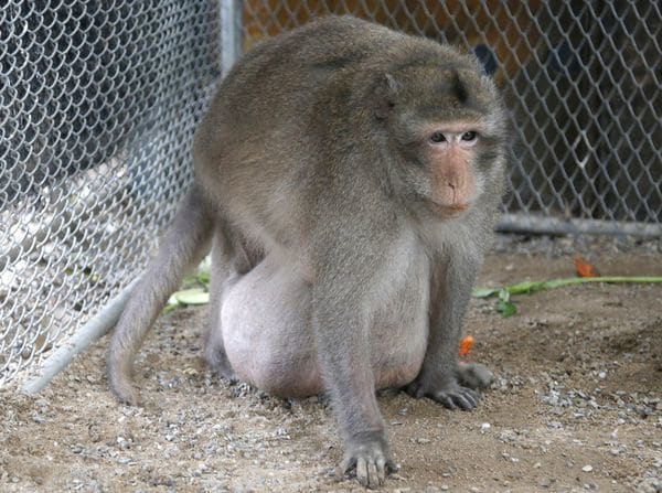 Ya en el centro de rehabilitación, Tío Gordo esta sometido a una dieta estricta y a rutinas diarias de ejercicio para bajar de peso (AP)