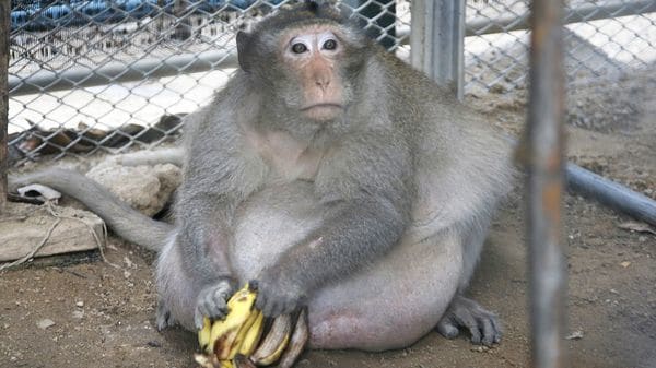 La nueva dieta de Tío Gordo se limita a proteínas magras, frutas y vegetales (AP)