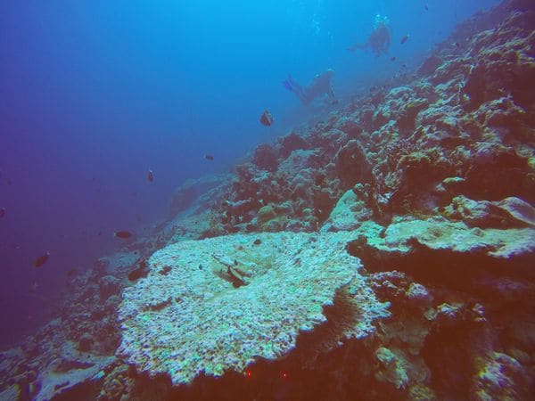 Corales muertos en el área del Archipiélago de Chagos, en el Océano Índico. Foto por: John Turner, Bangor University.