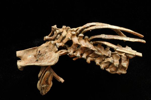 La columna vertebral de Selam, un fósil de Australopithecus afarensis de 3,3 millones de años descubierto en 2000 (Foto: cortesía de la Universidad de Chicago)