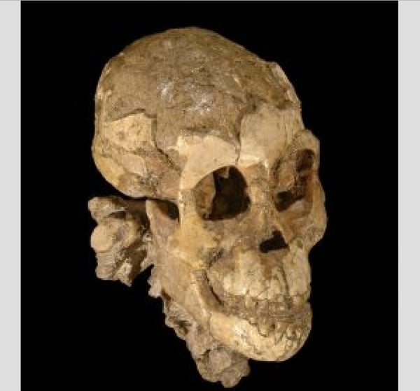 El cráneo de Selam según lo recrearon los investigadores (Foto: cortesía de la Universidad de Chicago)