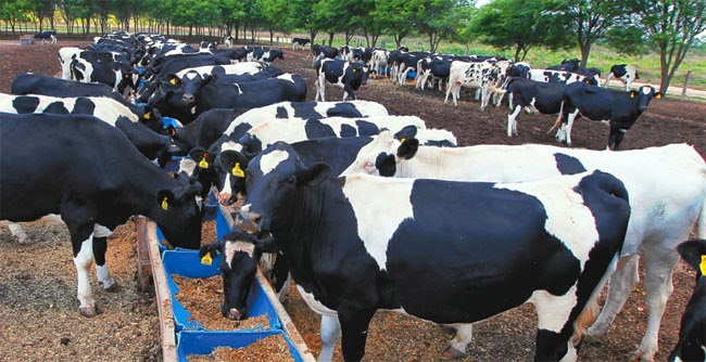Resultado de imagen de ganado de leche de Beni y Santa Cruz en Trinidad