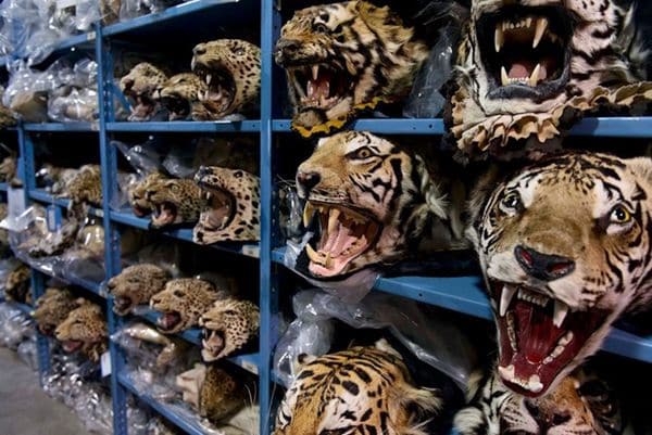 Cabezas de tigre confiscadas provenientes de criaderos ilegales. Foto de Kate Brooks para National Geographic
