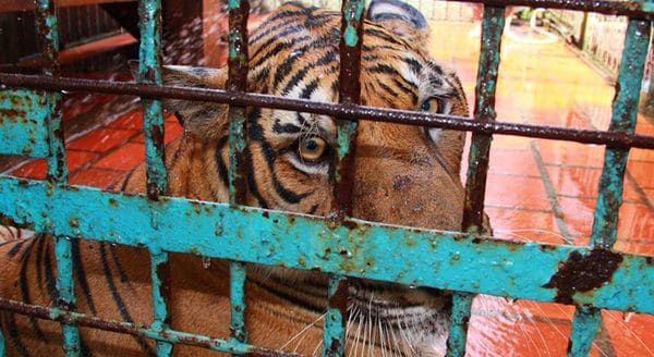 Un tigre tras las rejas, espera un final incierto en una granja de Laos