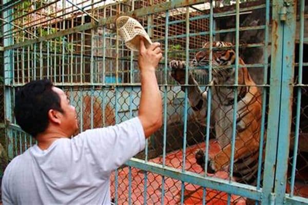 Granja de tigres en la provincia de Binh Duong al sur de Vietnam