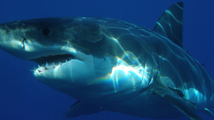FOTOS: ¿Por qué aparecen en la costa de Sudáfrica tiburones blancos desmembrados?
