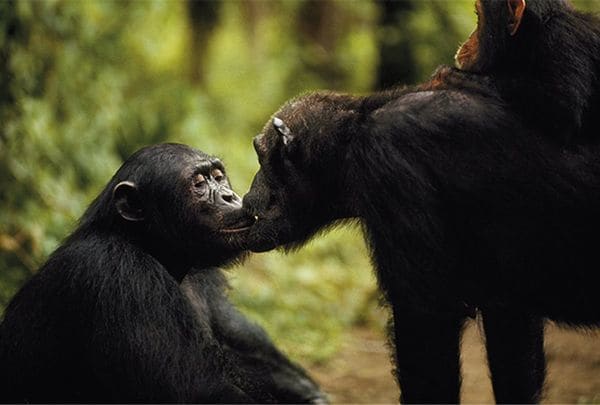 Un tribunal de los Estados Unidos dictaminó que los chimpancés no tienen la capacidad de asumir obligaciones y responsabilidades legales por sus actos