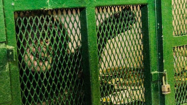 Tommy, encerrado en una jaula: el Proyecto de los Derechos de los No Humanos denunció su caso.
