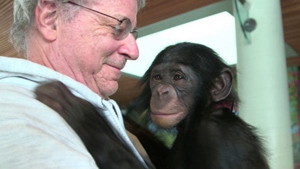 El abogado especializado en derecho de los animales, Steven M. Wise, en el documental “Unlocking the Cage” (Abriendo la jaula) con el chimpancé Teko (Cortesía de Pennebaker Hegedus Films / HBO)