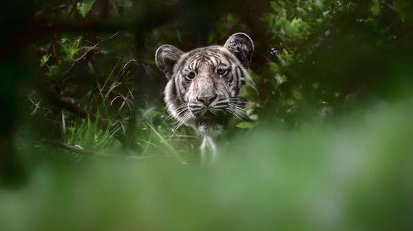 El tigre pálido nunca había sido fotografiado (Nilanjan Ray)