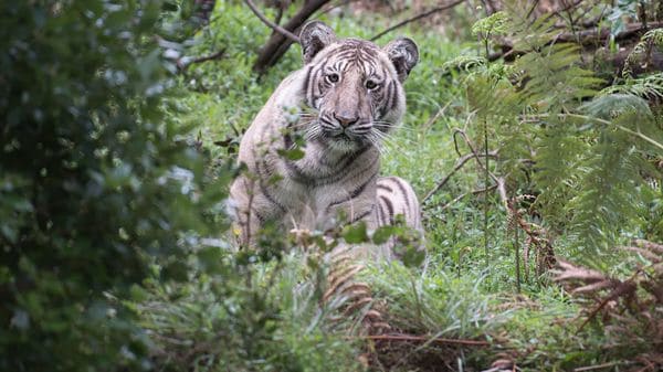 El tigre pálido fue encontrado en la Reserva Nilgiri Biosphere, en la India (Nilanjan Ray)