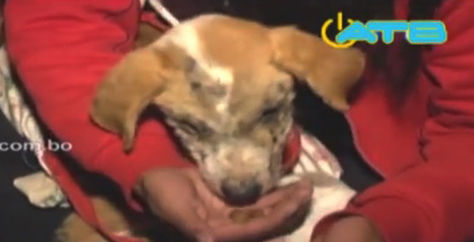 Este cachorro rescatado sufre quemaduras en su rostro. Foto: Captura video ATB 