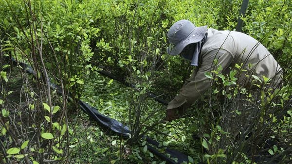Los cultivos de coca se multiplicaron en Catatumbo en los últimos años
