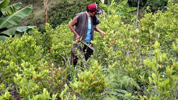 Las plantaciones de coca se duplicaron en Colombia en los últimos dos años