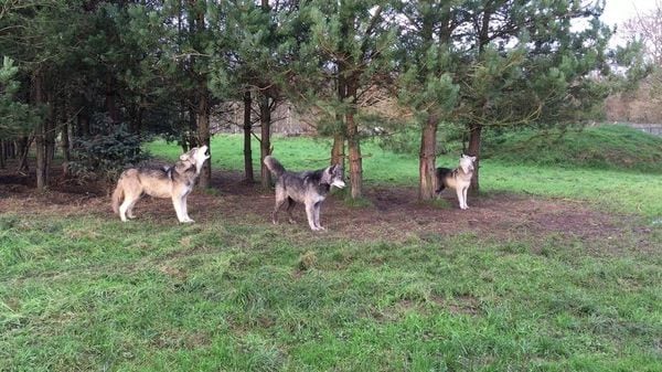 Los investigadores están monitoreando a los lobos a distancia por medio de sus aullidos. Imagen cortesía de Arik Kershenbaum