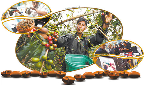 Café. Una plantación con los frutos de café en Caranavi (centro). Un productor y una variedad de café (izq. arriba). Los asistentes al evento, realizado en la Cancillería, prueban diferentes tipos de café. El ministro de Desarrollo Rural, César Cocarico (der. abajo).