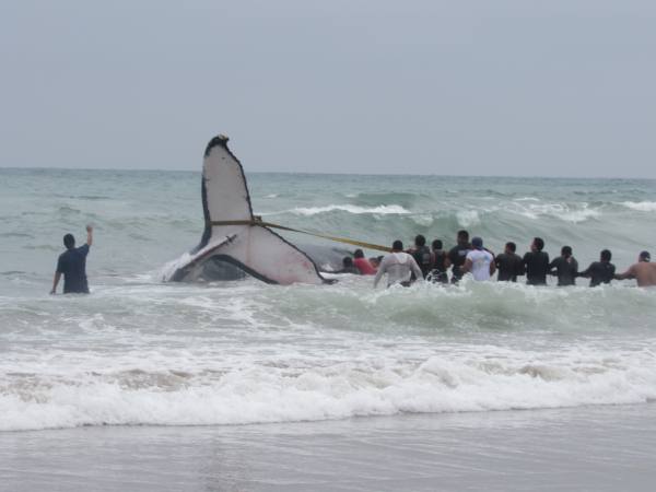 Voluntarios intentan salvar a una ballena que amaneció cerca de la orilla de Punta Carnero Voluntarios intentan salvar a una ballena que amaneció cerca de la orilla de Punta Carnero