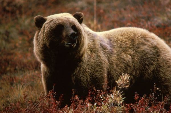 Varios colectivos han mostrado su preocupación por la manera en cómo los estados manejarán la “mortalidad discrecional”, o lo que es lo mismo, la caza deliberada de osos (Wikimedia)
