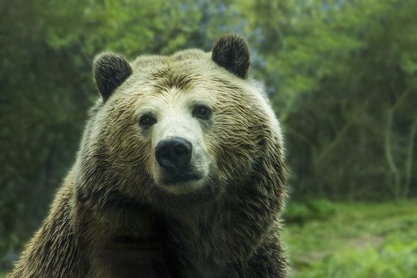 El secretario del Interior Ryan Zinke dijo que la recuperación de los grizzlies es “uno de los grandes éxitos de Estados Unidos en materia de conservación, y supone la culminación de décadas de duro trabajo” (Pixabay)
