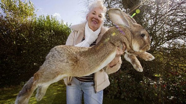 Annette Edwards posa con uno de sus conejos gigantes.