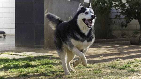 Lobos y perros parecen estar conectados por las variaciones de los genes GTF2I y GTF2IRD1 que provocan hipersociabilidad (iStock)