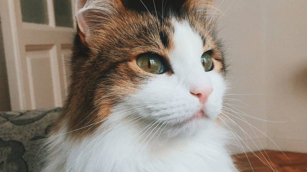 Por qué un gato es el mejor compañero de piso que puedes tener – eju.tv