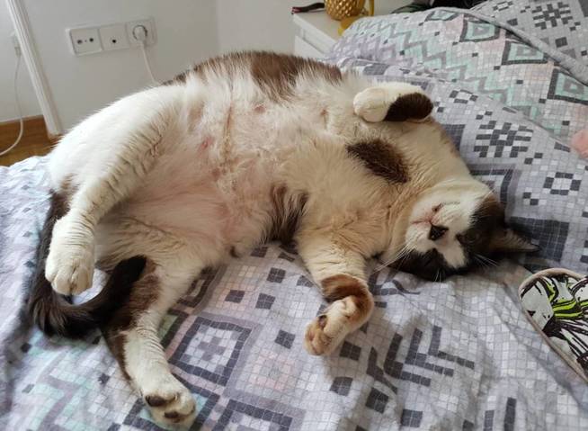 Un gato tumbado es un gato feliz