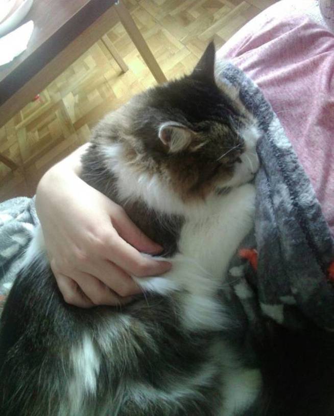 Un gato encima es el mejor remedio para todo (foto de @MeruKeepAlive)