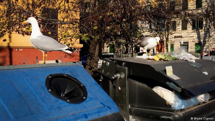 Gaviotas en contenedores de basura en Roma.