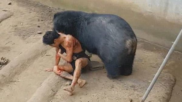 El momento en que Naiphum es atacado por el oso