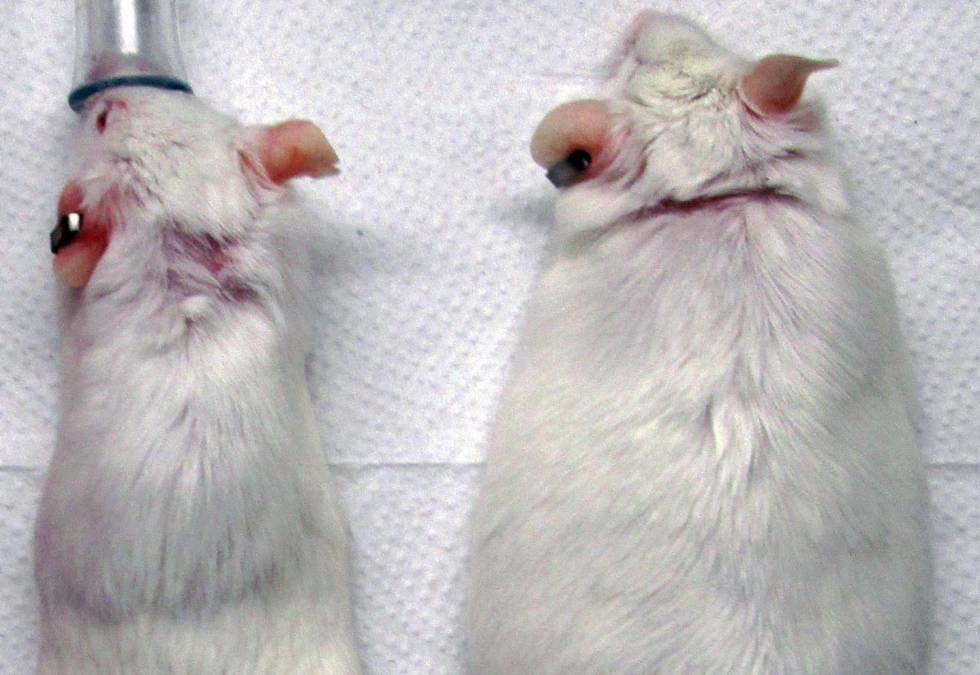 Los ratones con la modificación genética engordaban menos que otros al tomar una dieta con mucha grasa
