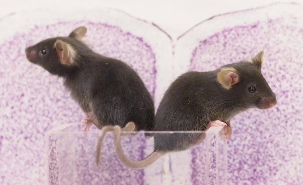 Un pequeño grupo de neuronas convierte a los ratones en seres violentos.