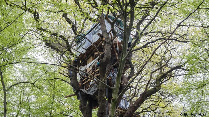 Los ecologistas están tratando de proteger el bosque con casas en los árboles.