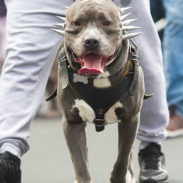 (Foto: Twitter @oscargutiez)