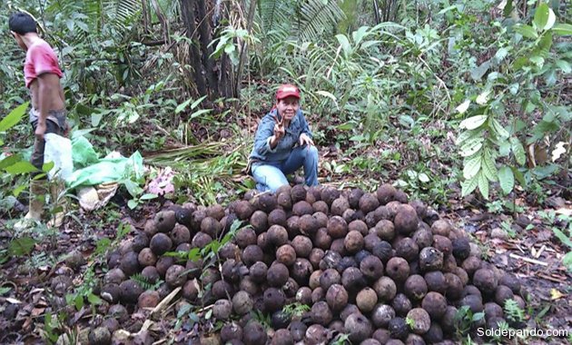 Resultado de imagen de de recolectores de castaña