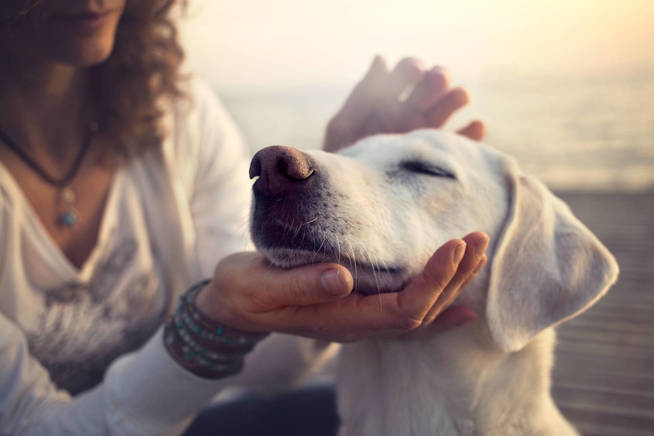 La atención es fundamental en la relación con los humanos. (iStock)