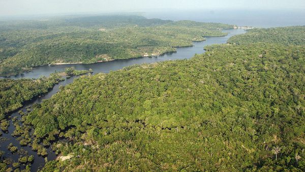 Descubrieron casi 400 especies desconocidas en la Amazonía, zona compartida por nueve países (EFE)
