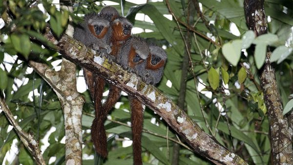 (EFE)