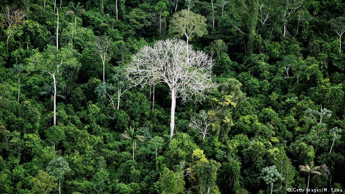 Brasilien Zerstörung der Amazonas Symbolbild (Getty Images/M. Tama)
