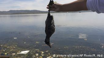 Maruja Inquilla muestra las aves muertas por la contaminación.
