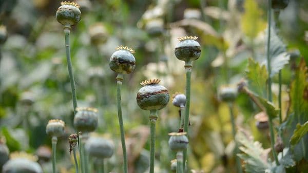 Con la siembra de amapola habría empezado el negocio del narco en México. (Foto: EFE)