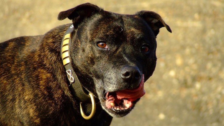 Un bull terrier drogado con 'crack' mata a su dueño a bocados