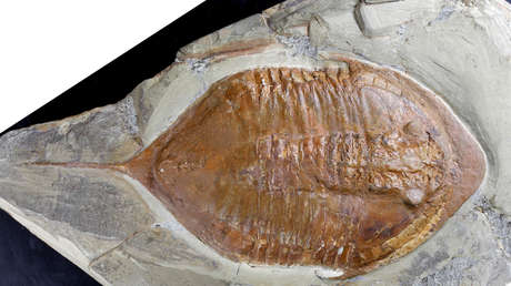 Hallados en Marruecos fósiles de trilobites con patas y partes blandas de hace 478 millones de años / CSIC