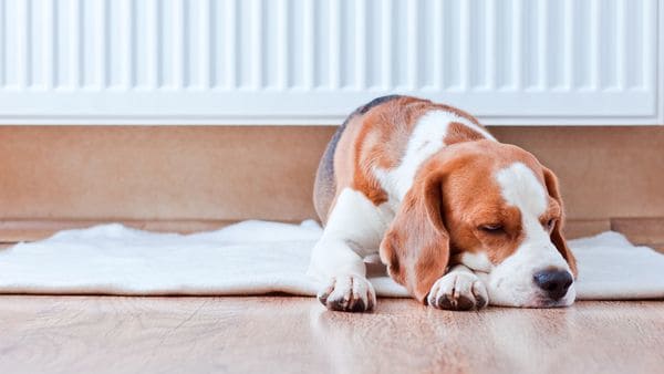 (iStock)