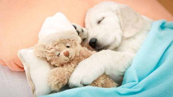 iStock