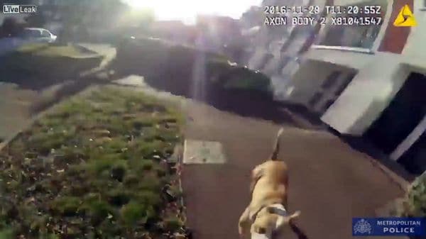 El momento en que el perro embistió al oficial