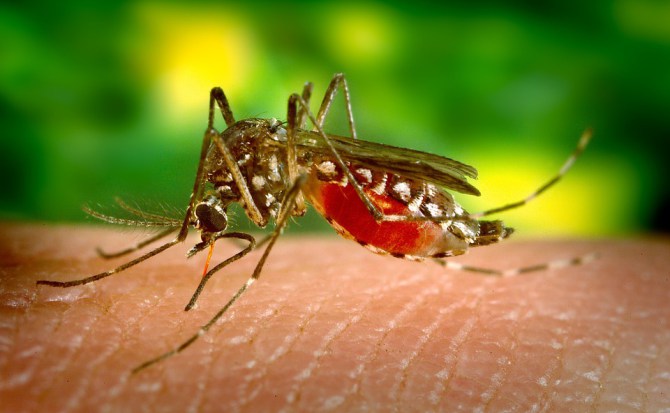 Descubren por qué el virus del Zika se volvió tan peligroso